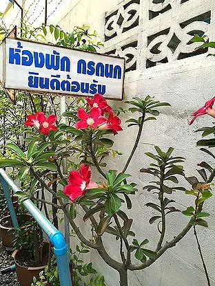 รูปภาพ ห้องพัก กรกนก | อพาร์ทเม้นท์ หอพัก ที่พัก ห้องพัก - รูปที่ 52/63